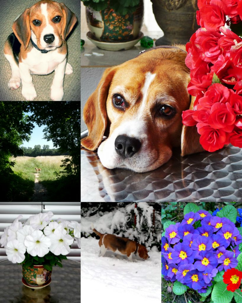 Bella the beagle photo collage by Marek Seyda